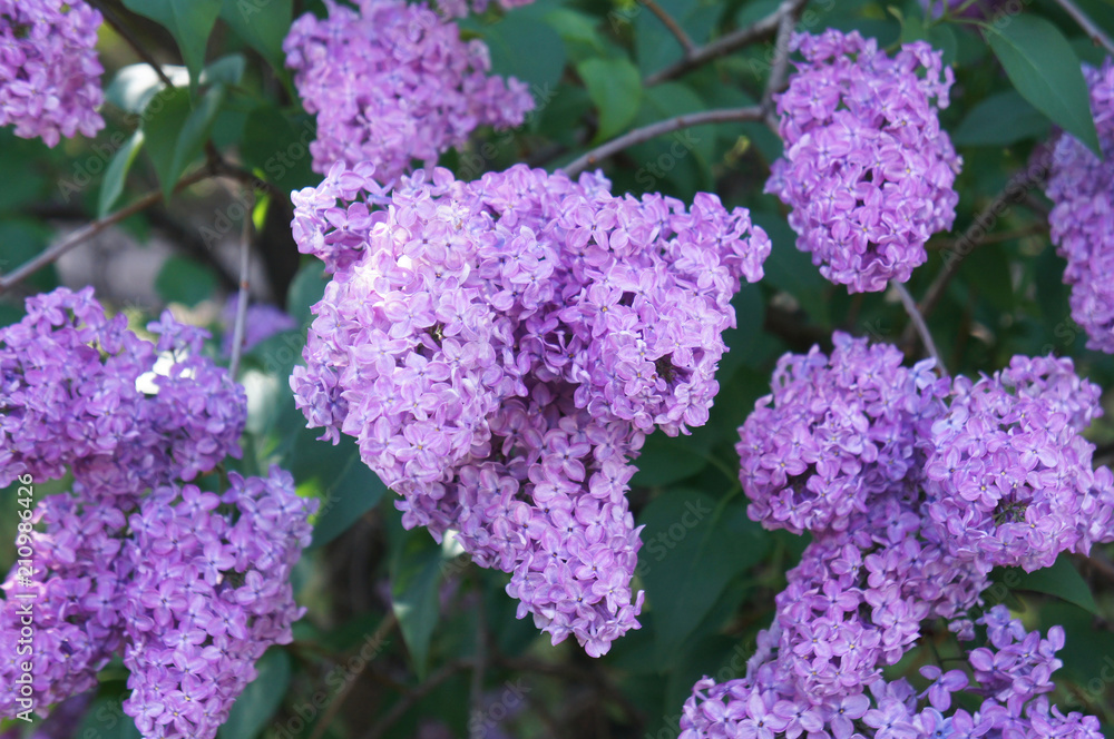 Shrub of syringa vulgaris purple flowers