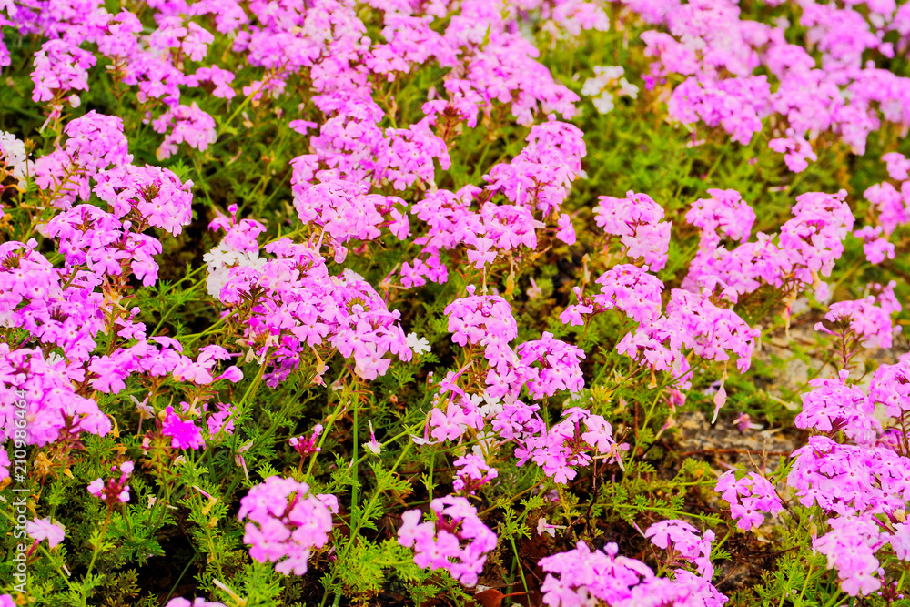 Flower field of blooming Verbena Serenity Pink (Verbena x hybrida) in Uminonakamichi Garden, Fukuoka,Japan. ,use as an ornamental plant for color bedding in the garden, ground covering in the park