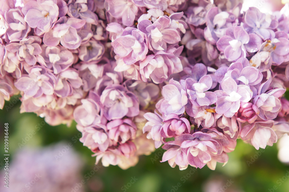 Syringa vulgaris purple lilac flowers close up Syringa vulgaris purple lilac flowers close up