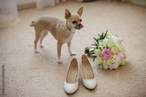 doq, wedding, chihuahua, pet photo