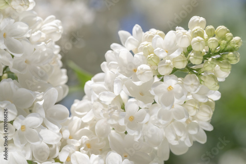 fresh blossomed white lilac with green leaves.