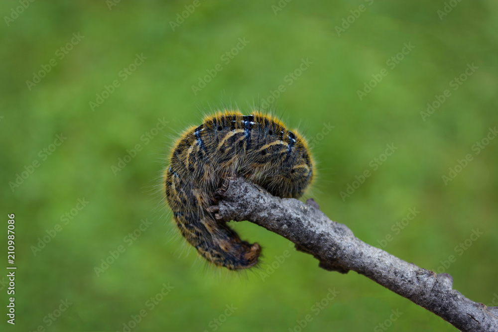 a caterpillar on a wooden limb a caterpillar on a wooden limb