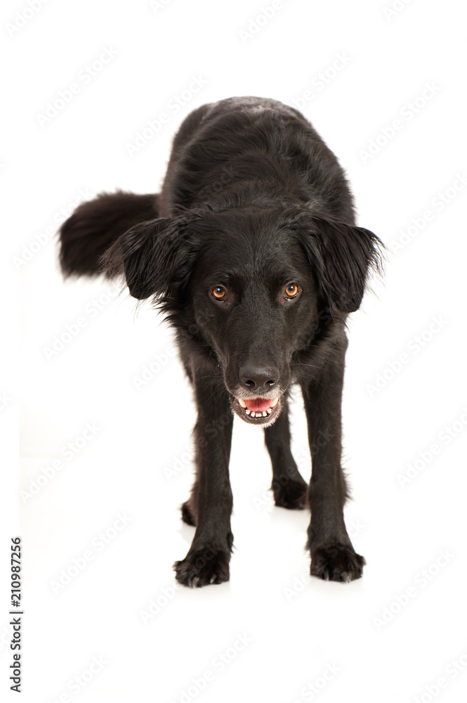 Stehender Mischlingshund auf weißem Hintergrund Stehender Mischlingshund auf weißem Hintergrund