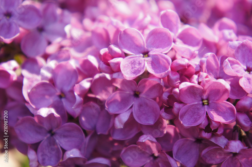 Purple lilac or syringa vulgaris flowers close up © skymoon13