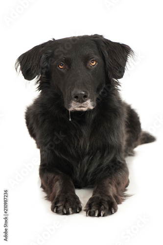Schwarzer Mischlinghund liegt auf weißem Hintergrund