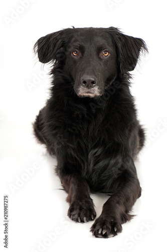 Schwarzer Mischlingshund isoliert auf weißem Hintergrund