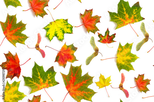 seamless pattern multicolored dry falling leaves