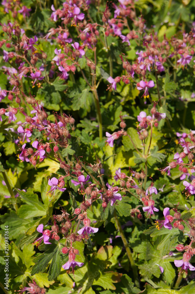 Geranium macrorrhizum cranesbill purple flowers with green