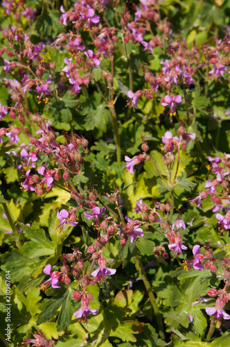 Fototapeta Naklejka Na Ścianę i Meble -  Geranium macrorrhizum cranesbill purple flowers with green