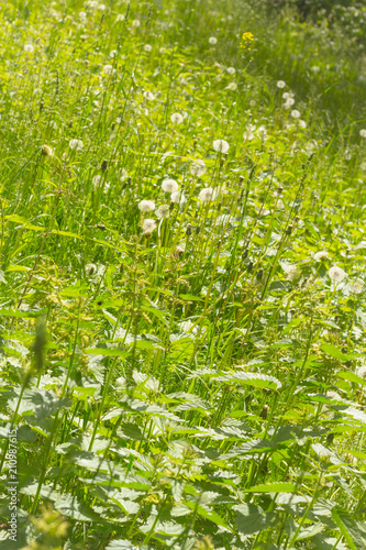 Fototapeta Naklejka Na Ścianę i Meble -  Natural background. Meadow flowers and grasses: dandelions and nettles