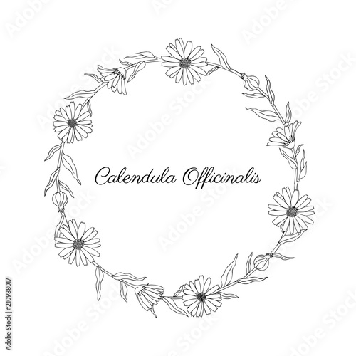 Calendula flower wreath isolated on white background, decorative round frame hand drawn marigold, vector illustration for design package tea, cosmetic, natural medicine, greeting cards, wedding invite