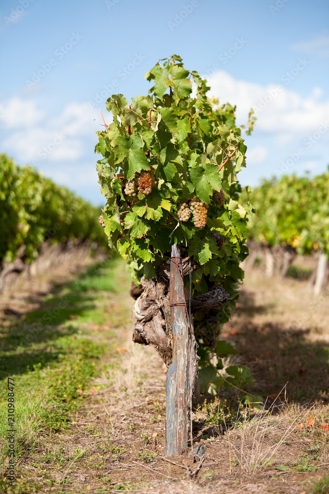 Vigne et raisin blanc en Anjou