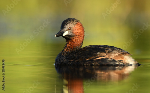 Obraz na plátně Little grebe (Tachybaptus ruficollis)