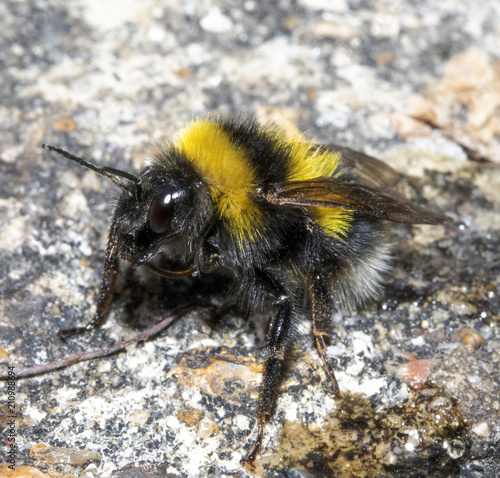 Close Up of a Washing Bee on Path