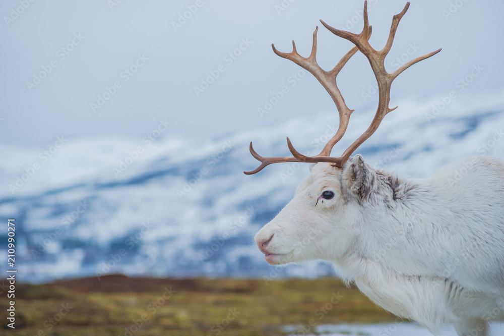 Obraz premium White reindeer 