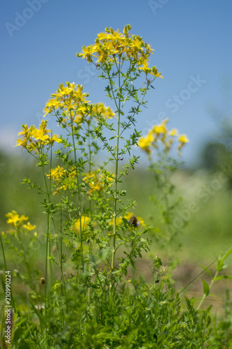 Flower medicinal plants - Hypericum perforatum