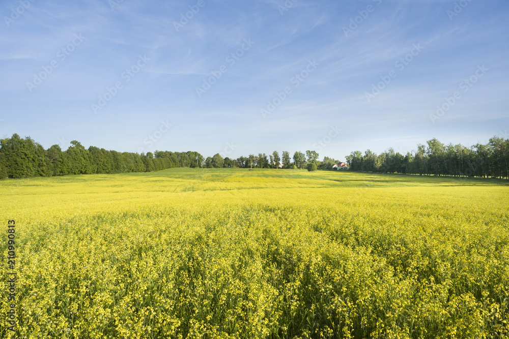 Yellow rape field. Beautiful summer landscape with sky, trees blooming meadow