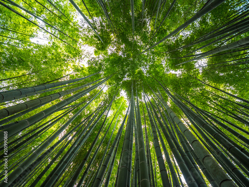 Bamboo Forest in Japan - a wonderful place for recreation