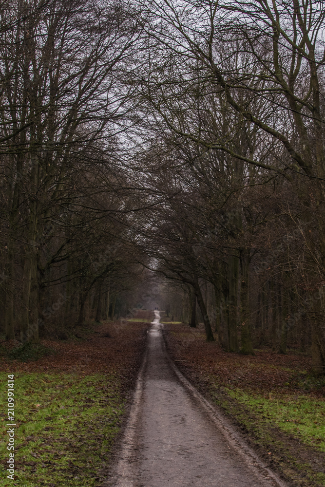 Path through the autumn woods