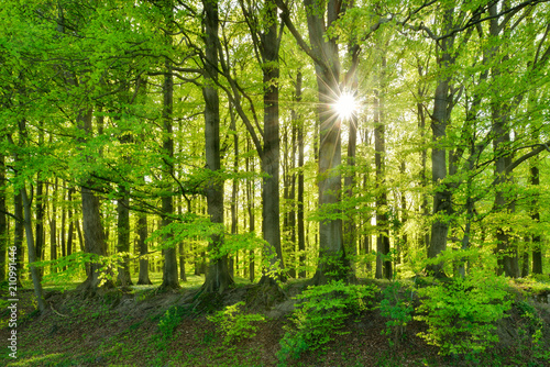Fototapeta Naklejka Na Ścianę i Meble -  The Sun is shining through Natural Forest of Old Beech Trees in Spring