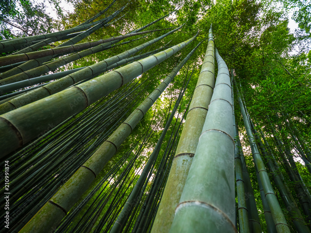 The tall bamboo trees of Kamakura - a wonderful place The tall bamboo trees of Kamakura - a wonderful place