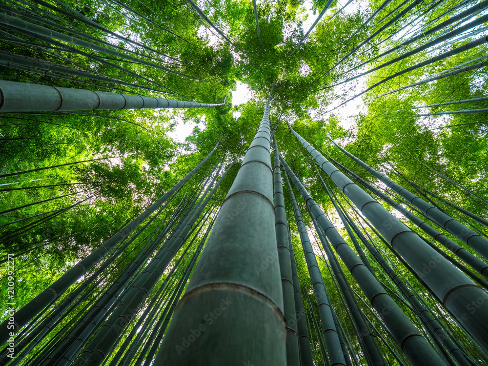Tall Bamboo trees in an Japanese Forest Tall Bamboo trees in an Japanese Forest