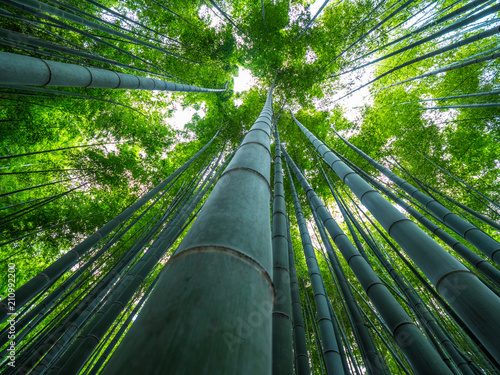 Bamboo Forest in Japan - a wonderful place for recreation