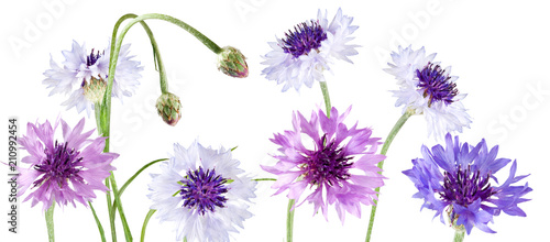 Isolated image of flower close up