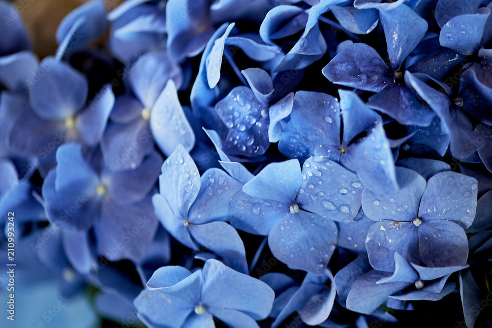 blue hydrangea texture. Wallpapers for your desktop. With water droplets, dew blue hydrangea texture. Wallpapers for your desktop. With water droplets, dew