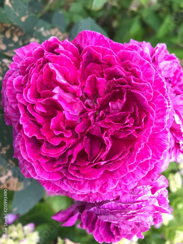 old rose