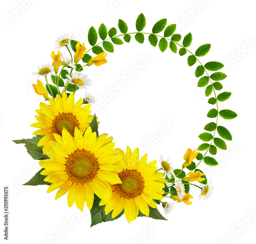 Sunflowers, daisies and acacia flowers and green leaves in a round frame