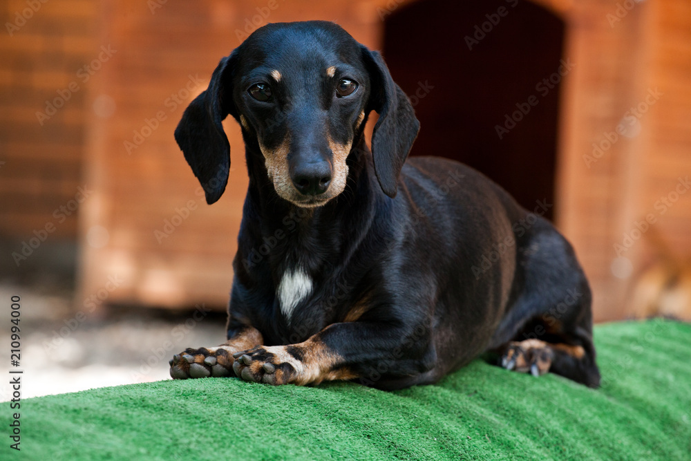 Dachshund Dog Summer Garden