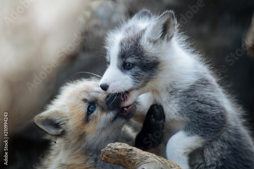 Cute gray and ginger fox cubs playing
