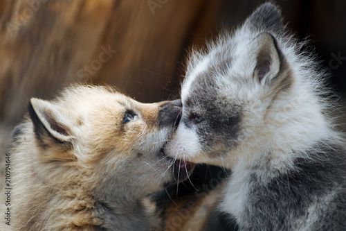 Cute gray and ginger fox cubs playing