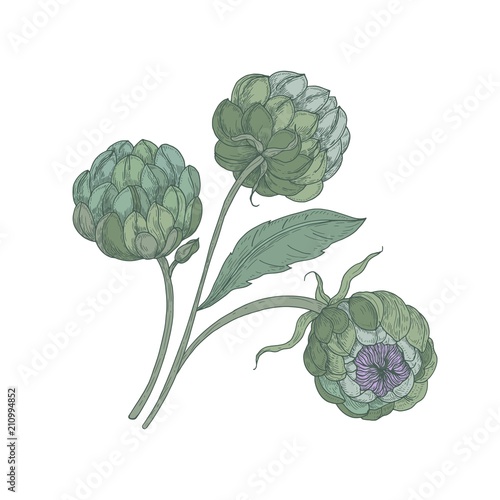 Bunch of artichokes with green buds, stalks and leaves isolated on white background