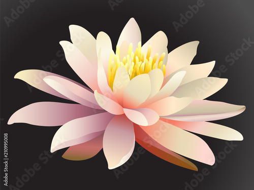 Lotus flower on dark background.