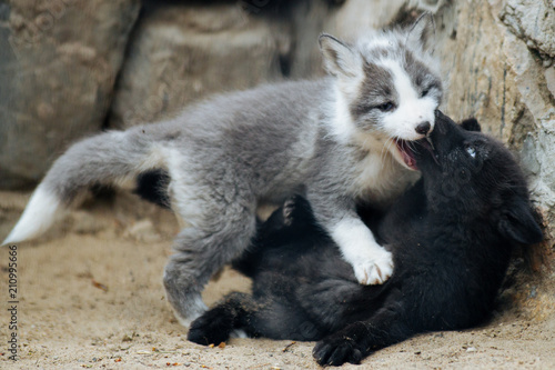 Cute gray and black fox cubs playing