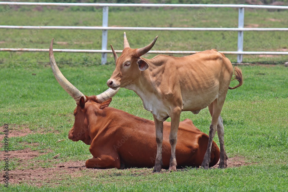 Animals, they are in PC Cowboy Town, at NONG BUA LAM PHU province THAILAND. Animals, they are in PC Cowboy Town, at NONG BUA LAM PHU province THAILAND.