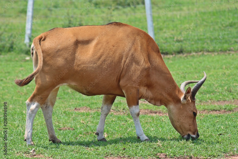 Animal, it is in PC Cowboy Town, at NONG BUA LAM PHU province THAILAND. Animal, it is in PC Cowboy Town, at NONG BUA LAM PHU province THAILAND.