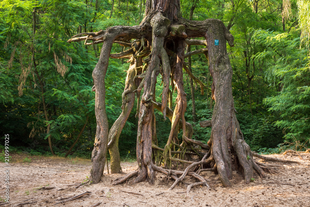 Natural monument of pine on stilts in Welecz near Busko Zdroj, Swietokrzyskie, Poland