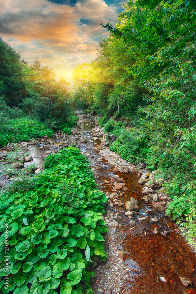 Obraz premium River in the forest. Beautiful natural landscape in the summer time