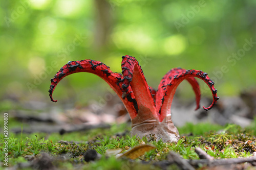 octopus stinkhorn mushroom