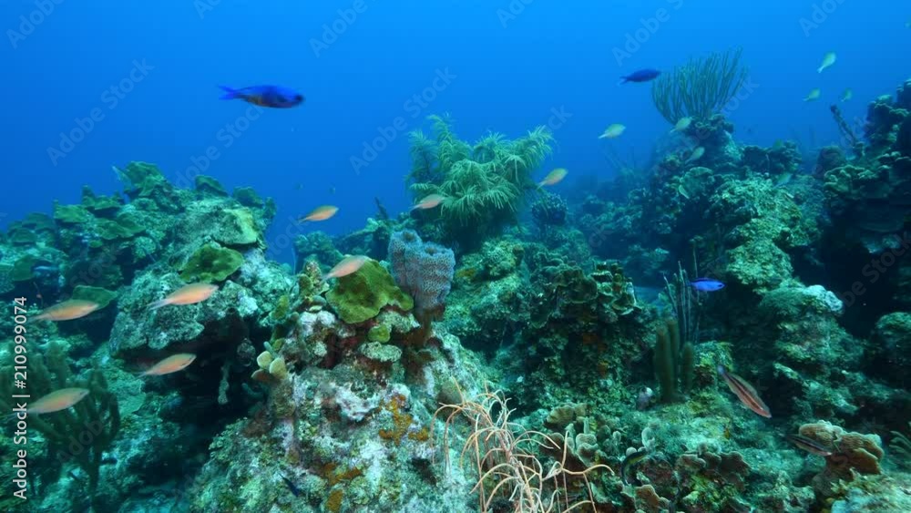 Seascape of coral reef / Caribbean Sea / Curacao with various hard and soft corals, sponges and sea fan Seascape of coral reef / Caribbean Sea / Curacao with various hard and soft corals, sponges and sea fan
