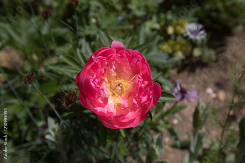 Wallpaper Mural Pivoine lactiflora Pink Hawaiian Coral Torontodigital.ca