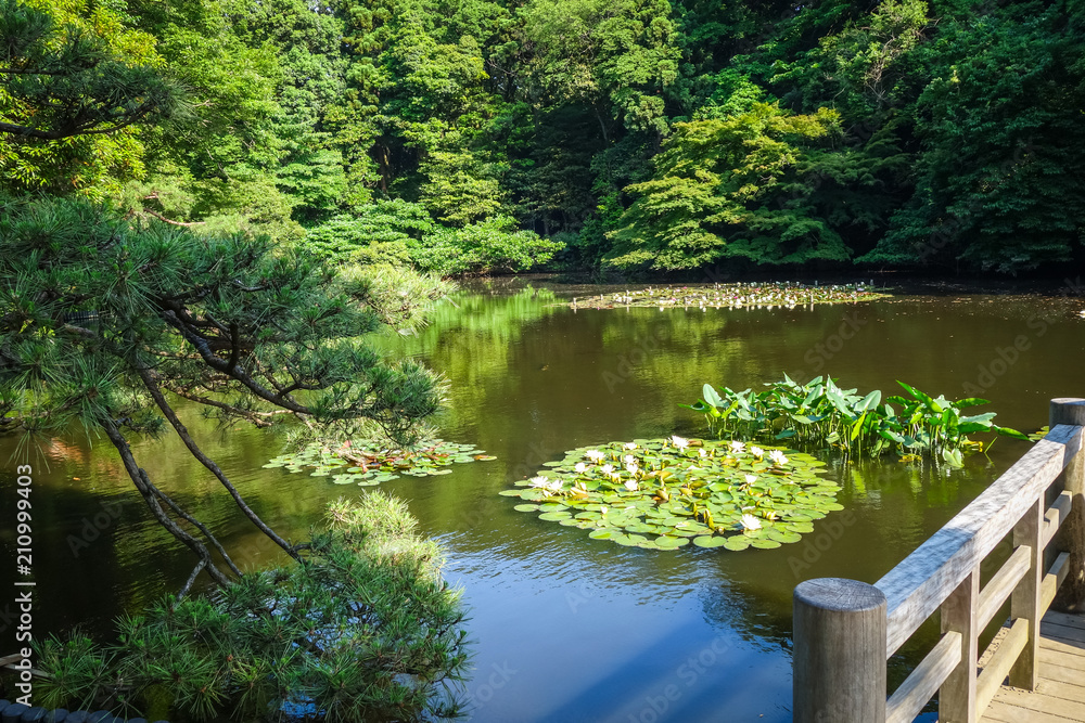 Naklejka premium Yoyogi park pond, Tokyo, Japan