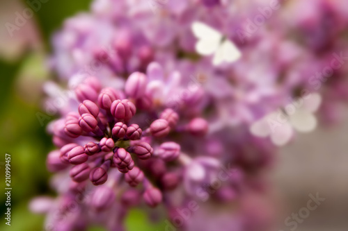 Floral summer background, soft focus. Blooming lilac. Blurred background.