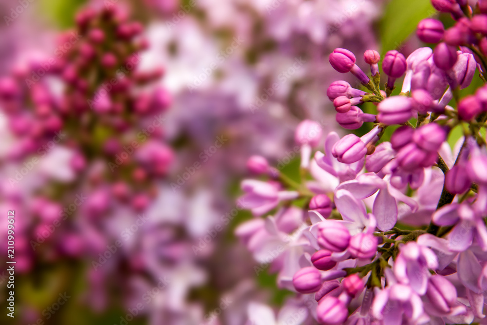 Floral summer background, soft focus. Blooming lilac. Blurred background.