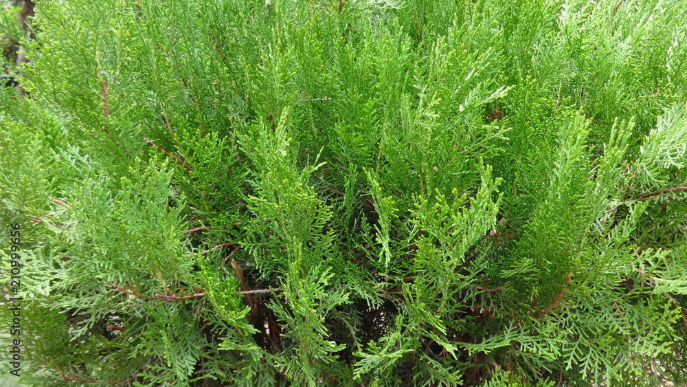 Obraz premium Thuja compacta plant Morpankhi