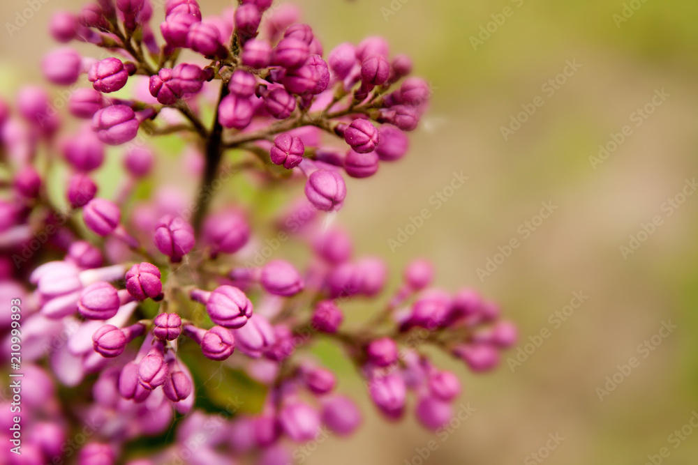 Floral summer background, soft focus. Blooming lilac. Blurred background. Floral summer background, soft focus. Blooming lilac. Blurred background.