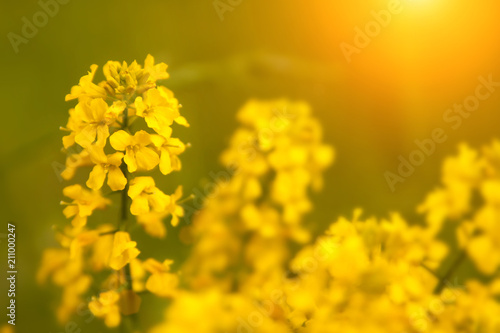 Rape flowers close-up on the background of the field. Beautiful soft focus.
